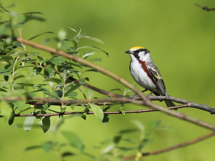 Chestnut-sided Warbler