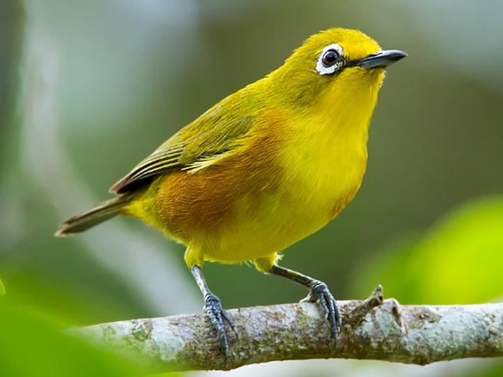 Mayotte White-eye