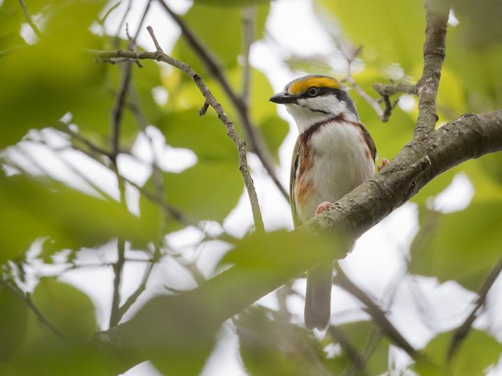 Chestnut-sided Shrike-Vireo