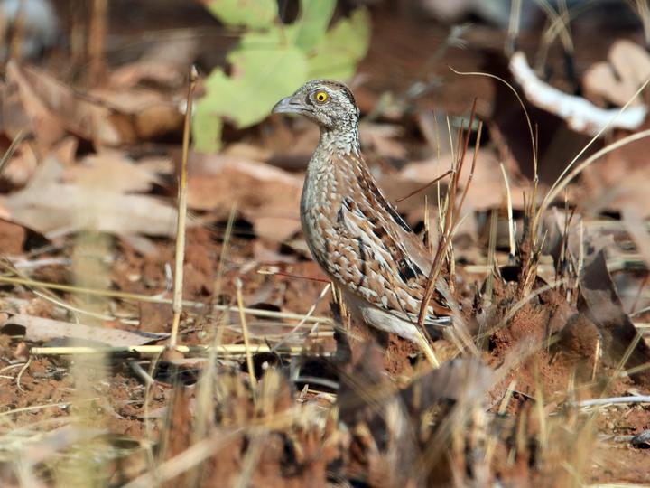 Chestnut-backed Buttonquail