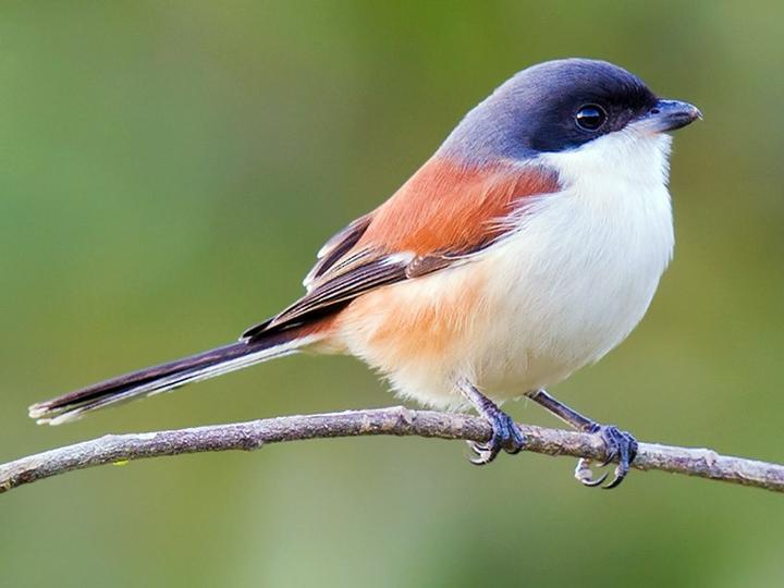 Burmese Shrike