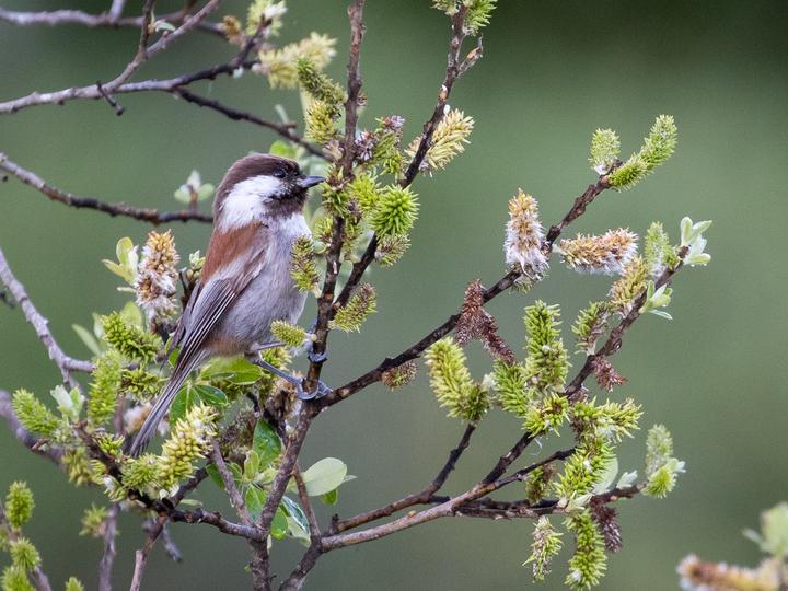 Chestnut-backed Chickadee