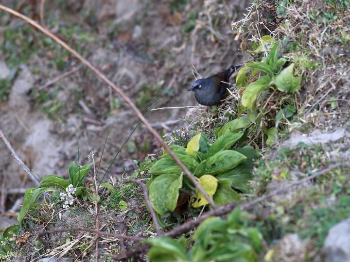 Maroon-backed Accentor