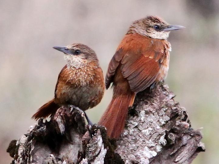 Chestnut-backed Thornbird