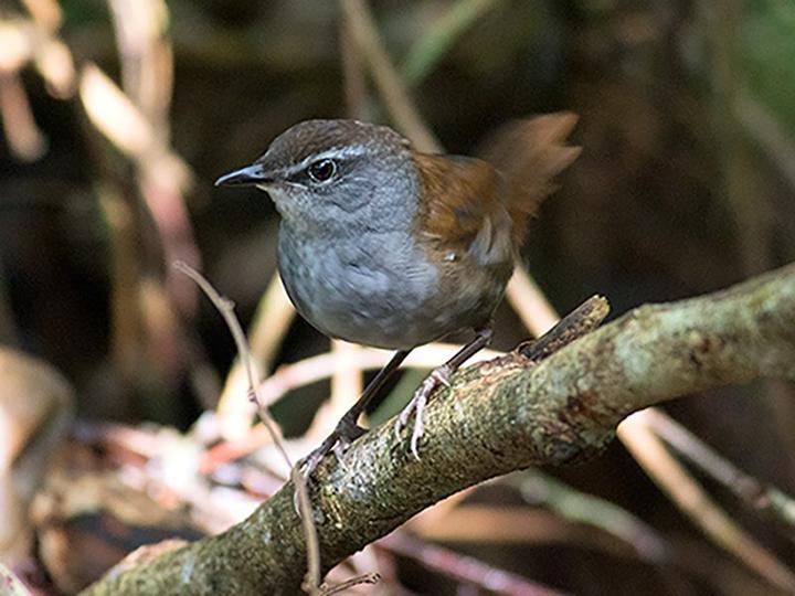 Sulawesi Bush Warbler