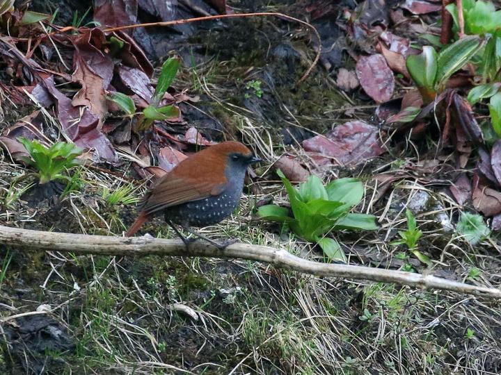 Gould's Shortwing
