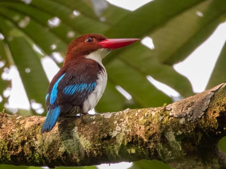 Chocolate-backed Kingfisher