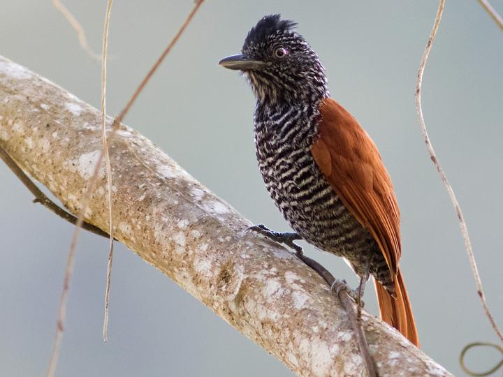 Chestnut-backed Antshrike