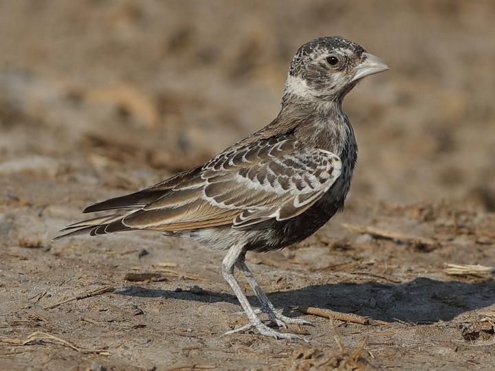 Chestnut-backed Sparrow-Lark