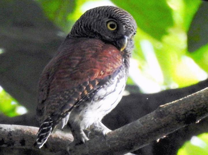 Chestnut-backed Owlet