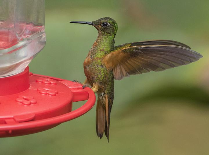 Chestnut-breasted Coronet
