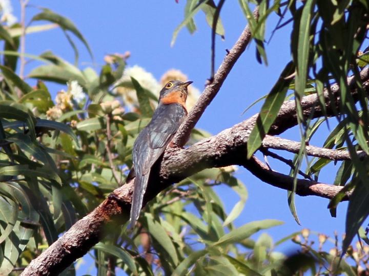 Chestnut-breasted Cuckoo
