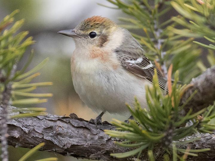 Bay-breasted Warbler