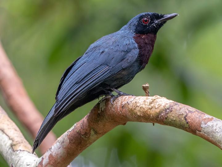 Maroon-breasted Philentoma