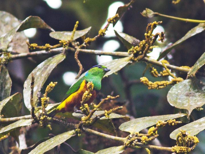 Chestnut-breasted Chlorophonia