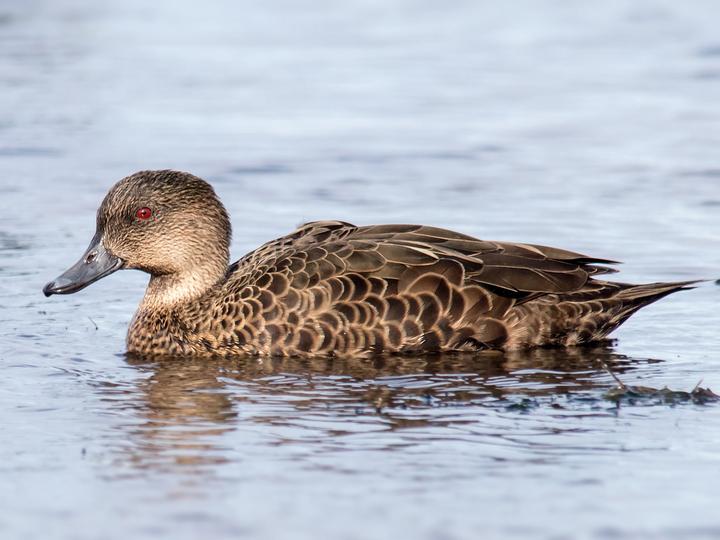 Chestnut Teal