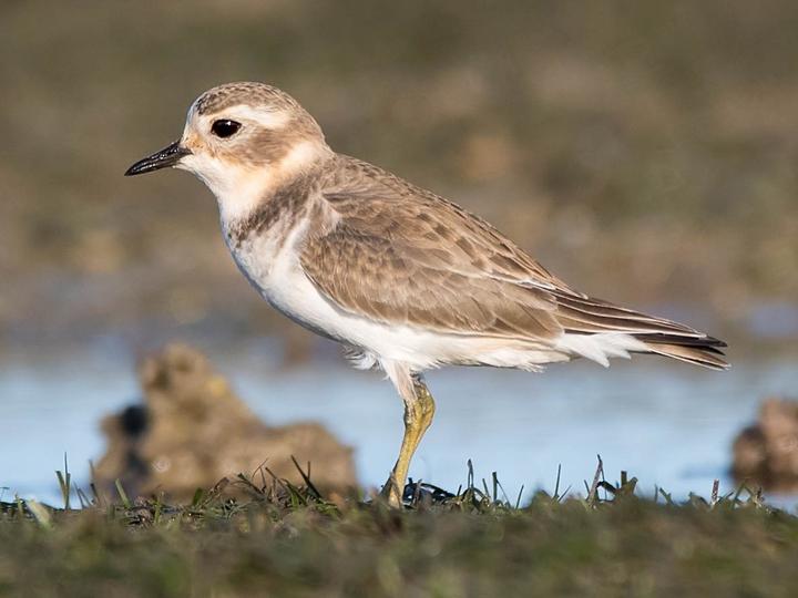 Double-banded Plover