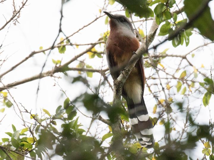 Bay-breasted Cuckoo