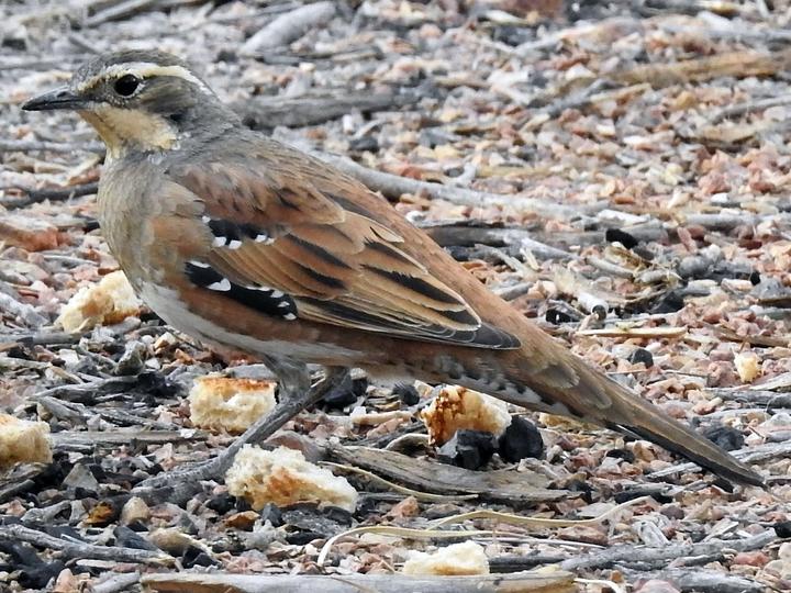 Chestnut-breasted Quail-thrush