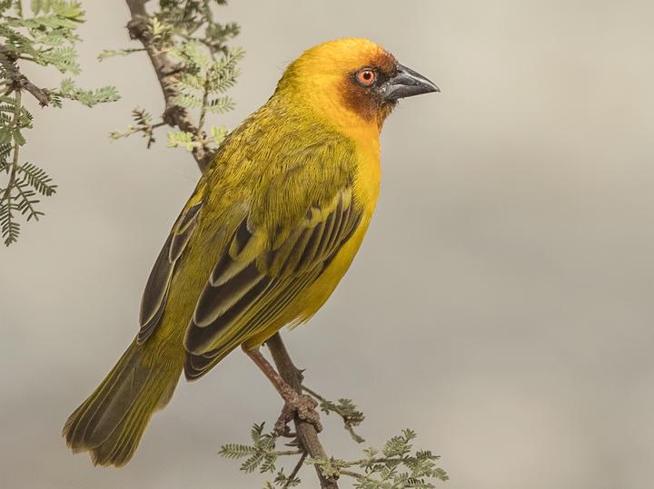 Rüppell's Weaver