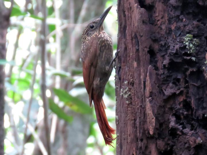 Chestnut-rumped Woodcreeper