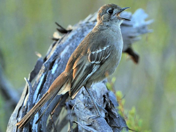 Southern Scrub Robin