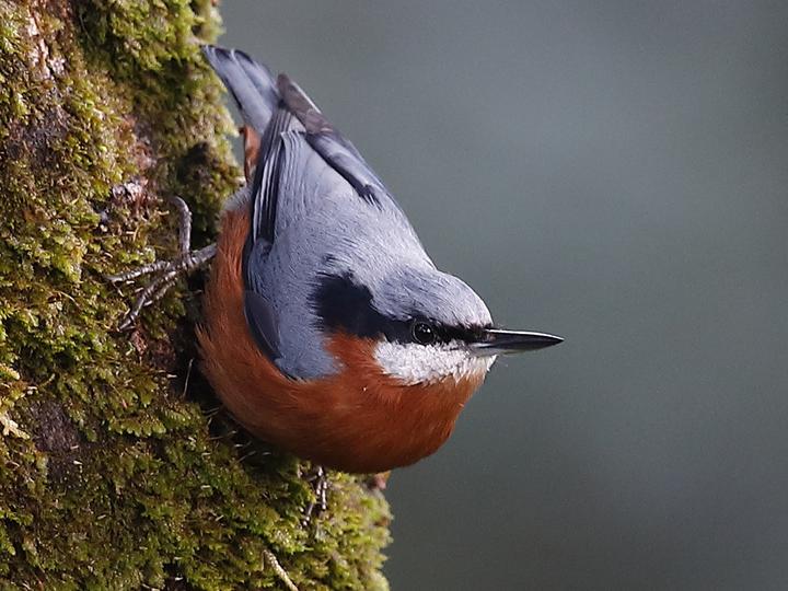 Chestnut-bellied Nuthatch