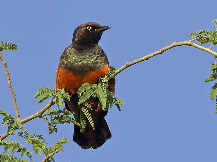 Chestnut-bellied Starling