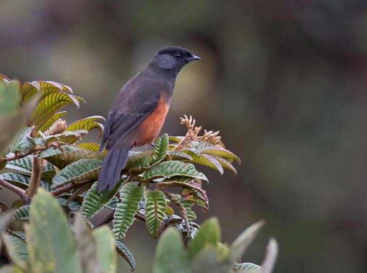 Chestnut-bellied Cotinga