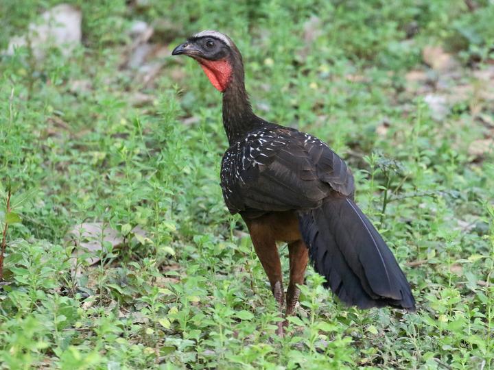 Chestnut-bellied Guan