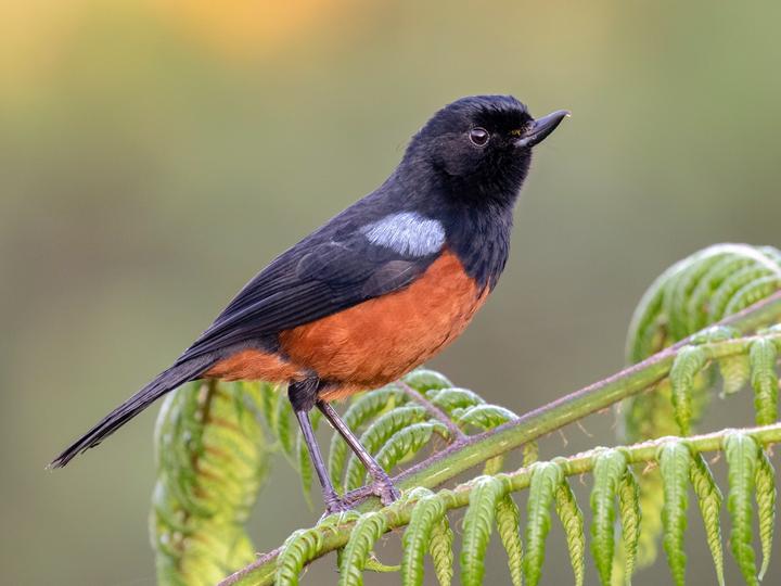 Chestnut-bellied Flowerpiercer