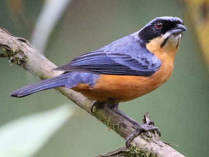 Chestnut-bellied Mountain Tanager