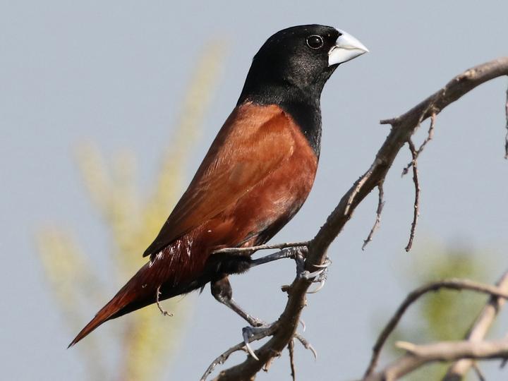 Chestnut Munia