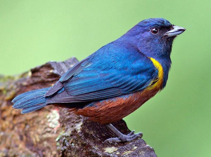 Chestnut-bellied Euphonia