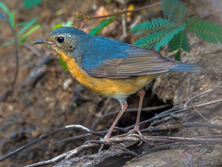 Indian Blue Robin