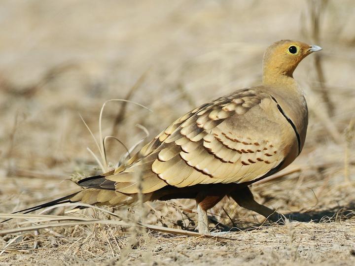 Chestnut-bellied Sandgrouse