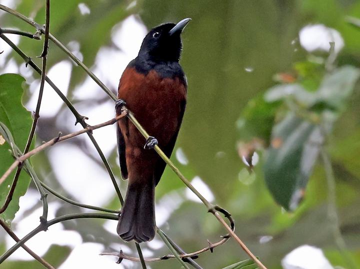 Chestnut-bellied Monarch