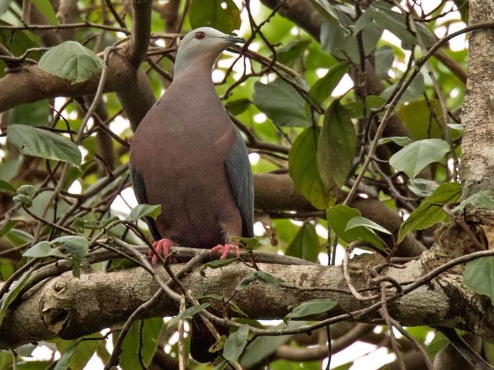 Chestnut-bellied Imperial Pigeon