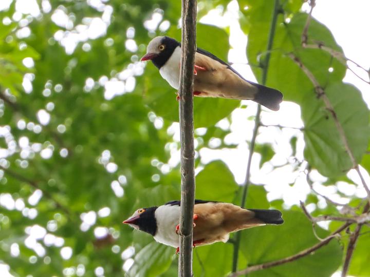 Red-billed Helmetshrike