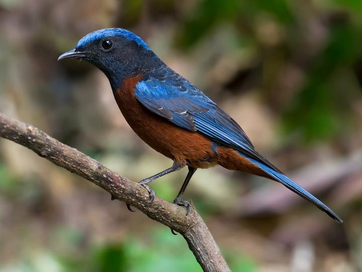 Chestnut-bellied Rock Thrush