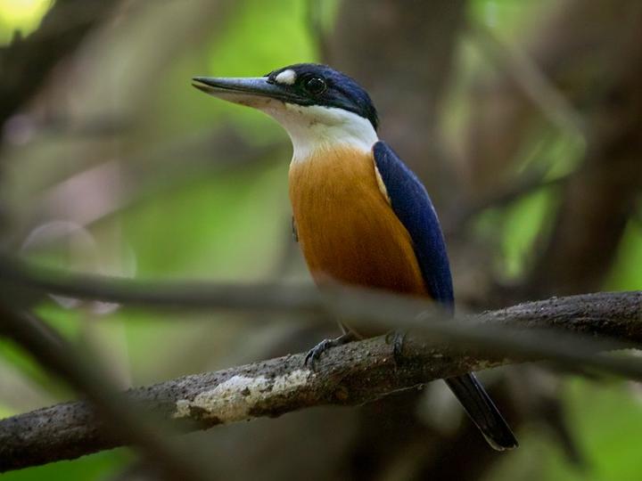 Vanuatu Kingfisher