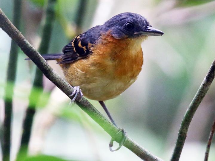 Allpahuayo Antbird