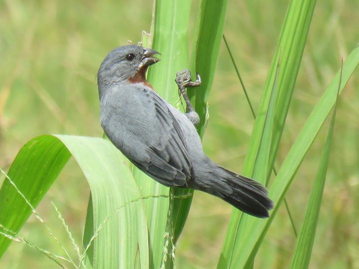 Chestnut-bellied Seedeater