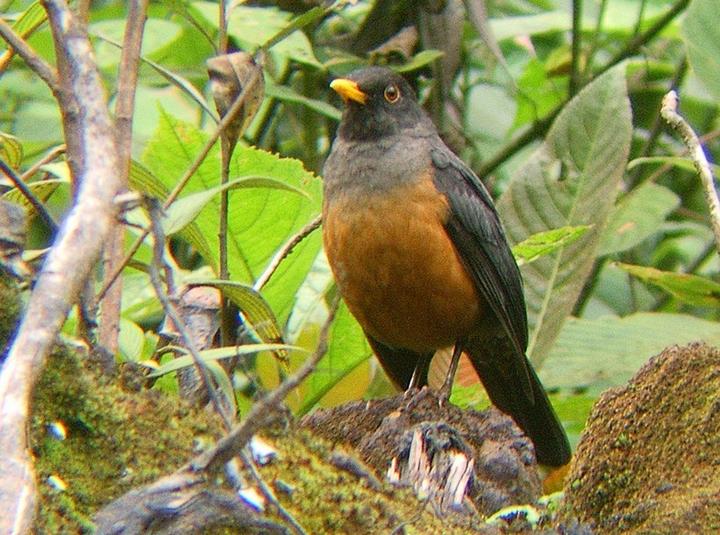 Chestnut-bellied Thrush