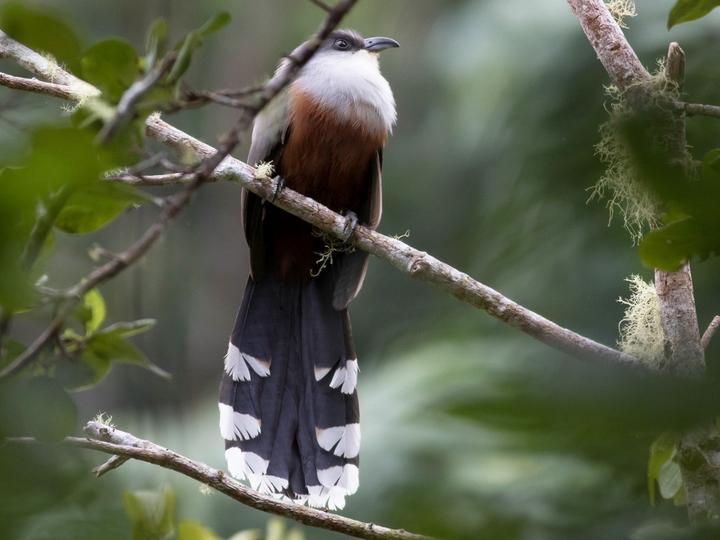 Chestnut-bellied Cuckoo