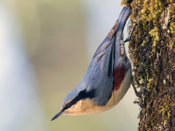 Chestnut-vented Nuthatch
