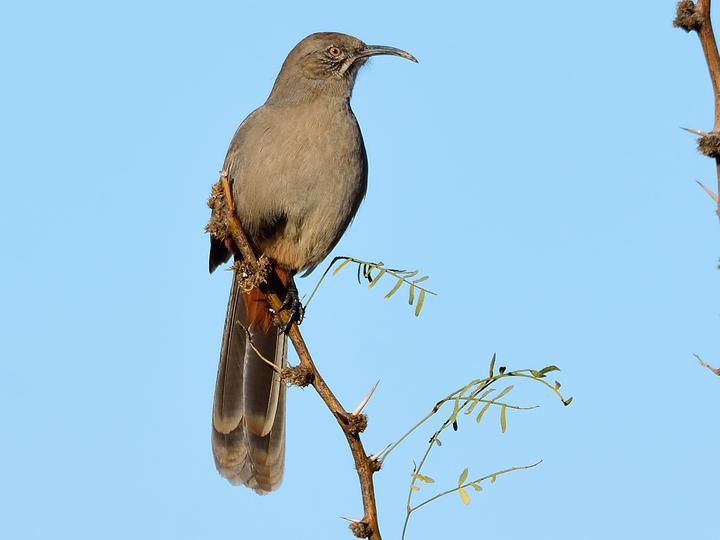 Crissal Thrasher