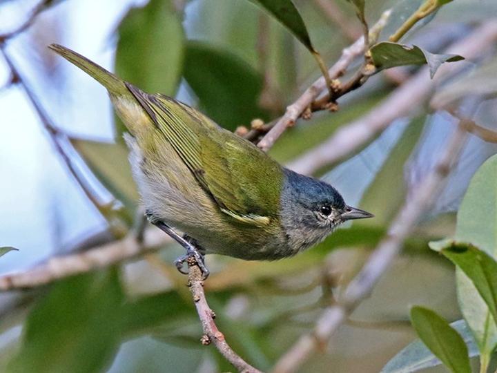 Chestnut-vented Conebill
