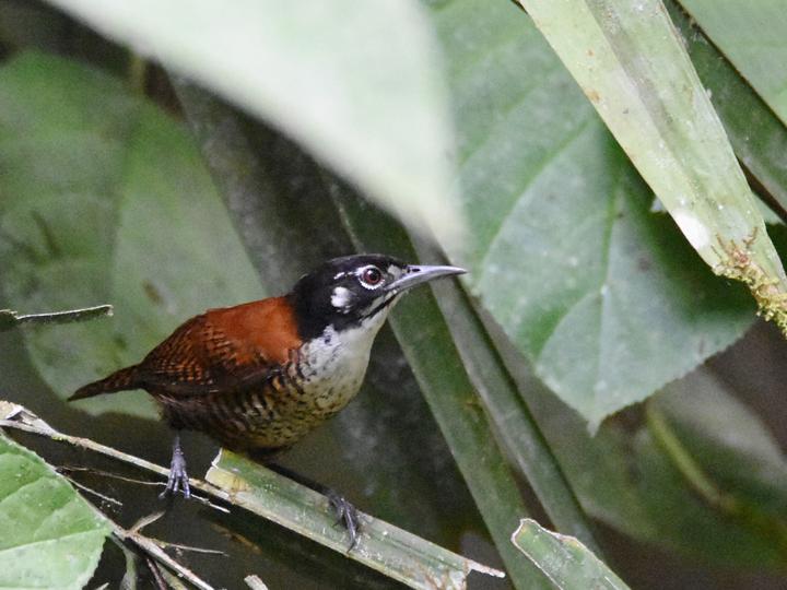 Bay Wren