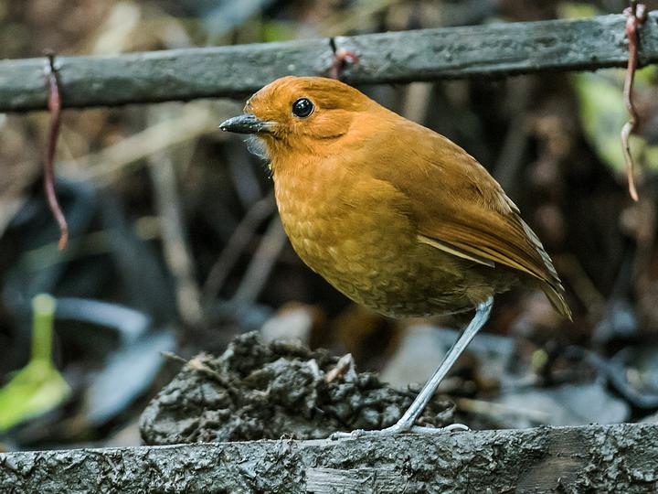Chestnut Antpitta